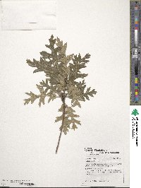 Quercus cerris image