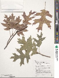 Quercus coccinea image