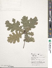 Quercus conferta image