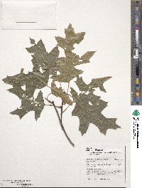 Quercus coccinea image