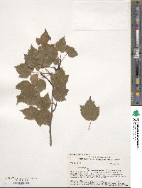 Acer rubrum image