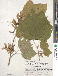 Acer pensylvanicum image