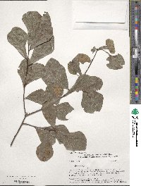 Quercus nigra image