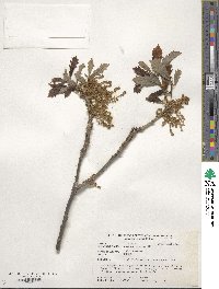 Quercus bicolor image