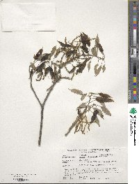 Quercus muehlenbergii image