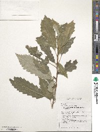 Quercus muehlenbergii image