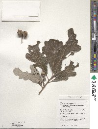 Quercus bicolor image