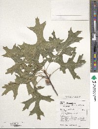 Quercus coccinea image