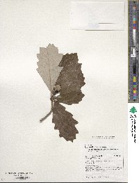 Quercus bicolor image