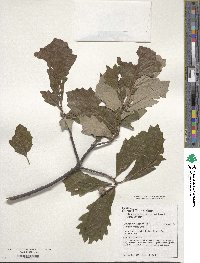 Quercus bicolor image