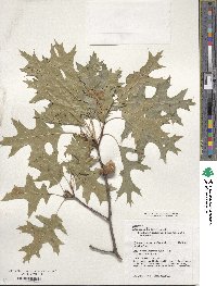 Quercus coccinea image