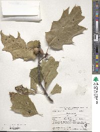 Quercus rubra image