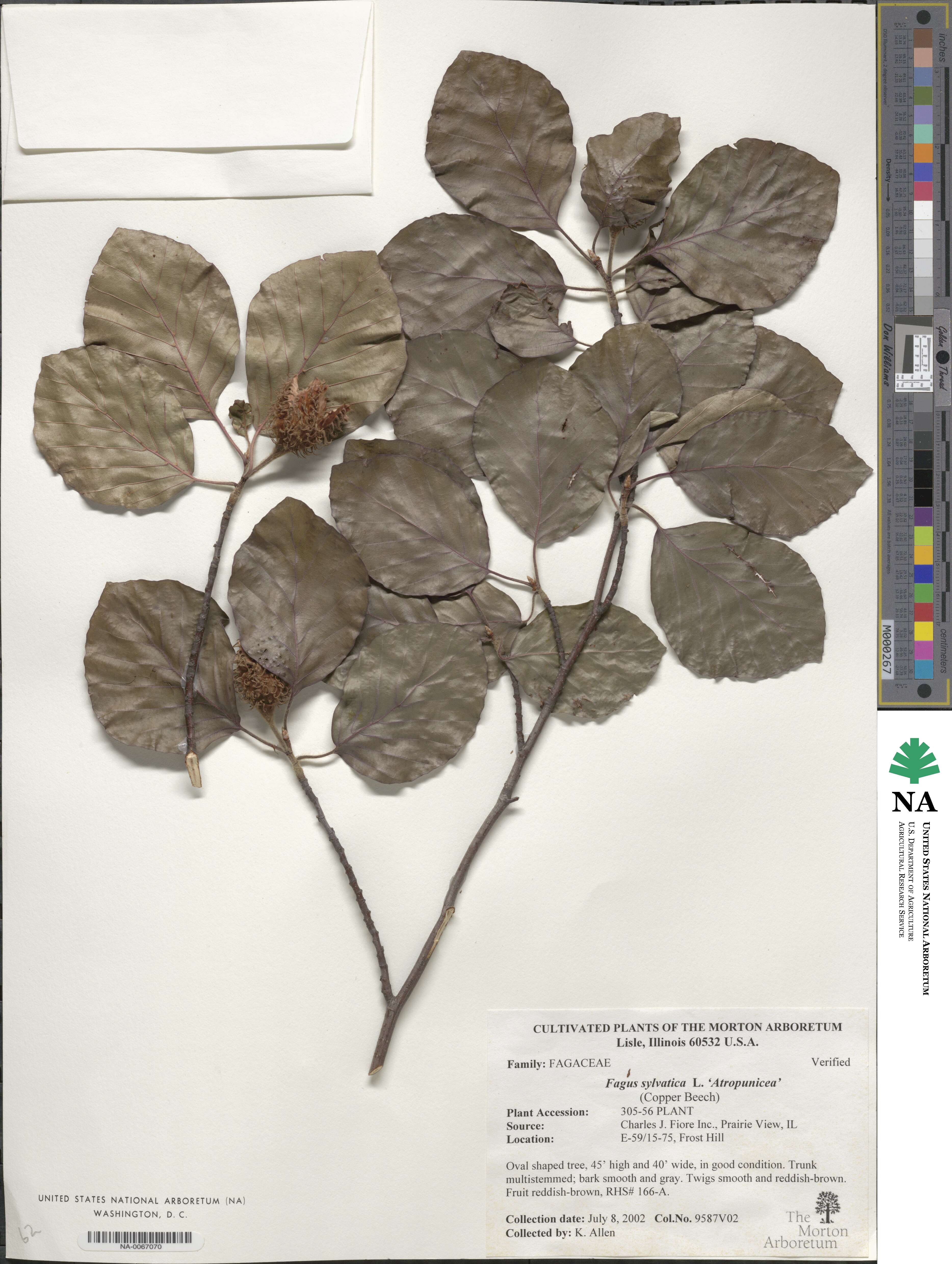 Fagus grandifolia subsp. grandifolia image