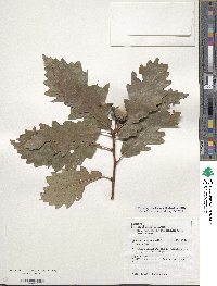 Quercus montana image