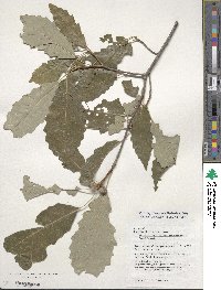 Quercus muehlenbergii image