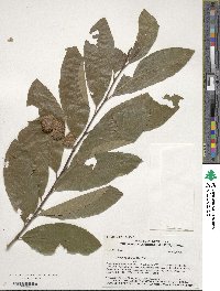 Castanea pumila image