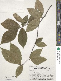 Fagus grandifolia image