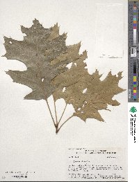 Quercus velutina image