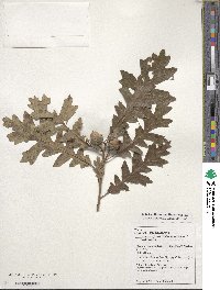 Quercus gambelii image