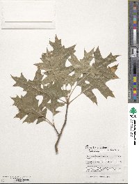 Quercus palustris image