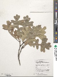 Quercus macrocarpa image