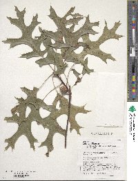 Quercus coccinea image