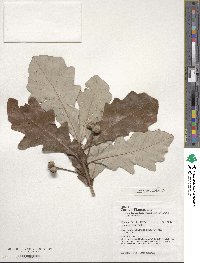 Quercus bicolor image