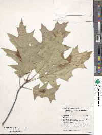 Quercus rubra image