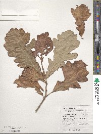 Quercus bicolor image