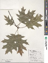 Quercus shumardii image