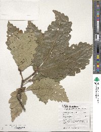 Quercus montana image