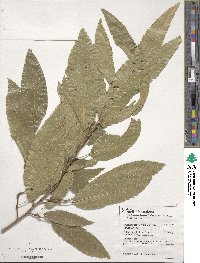 Quercus acutissima image