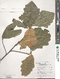 Quercus bicolor image