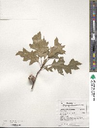 Quercus coccinea image