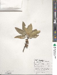 Quercus imbricaria image