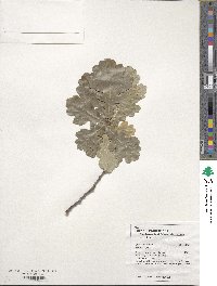 Quercus robur image