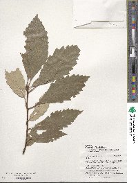 Quercus fabri image