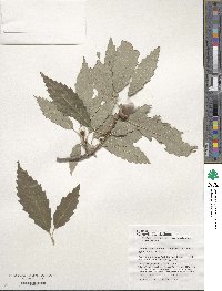 Quercus muehlenbergii image