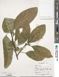 Chionanthus retusus image