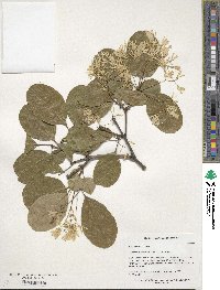 Chionanthus retusus image