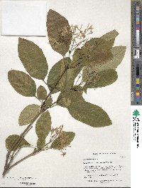 Chionanthus retusus image