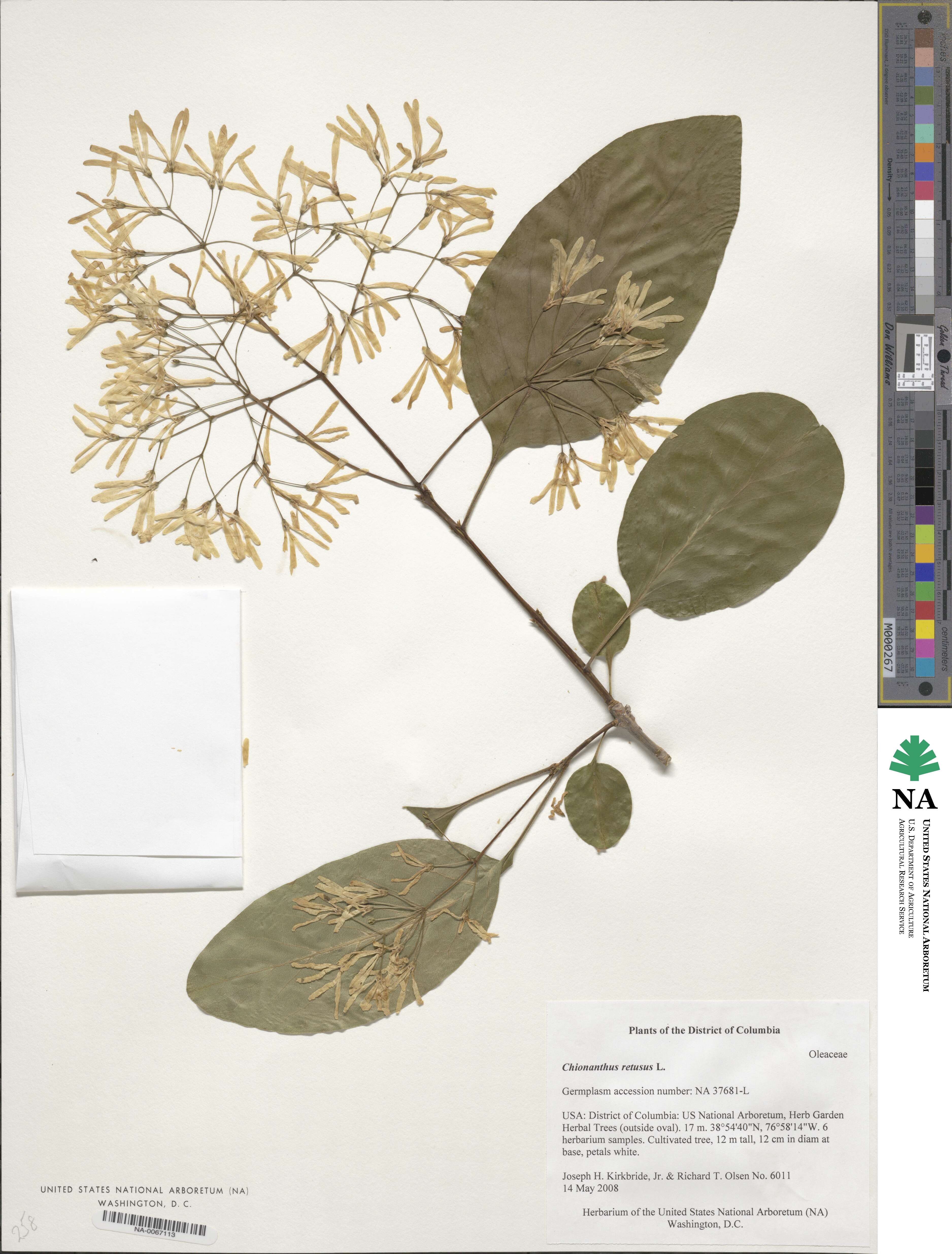 Chionanthus image