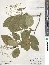 Chionanthus retusus image