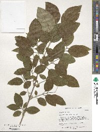 Chionanthus retusus image