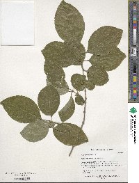 Chionanthus retusus image