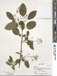 Chionanthus retusus image