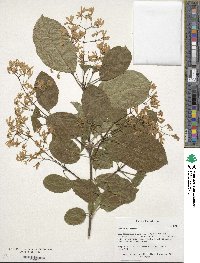 Chionanthus retusus image