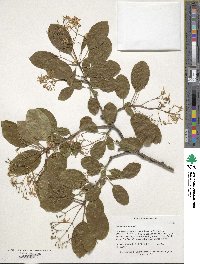 Chionanthus retusus image