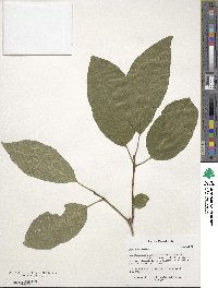 Chionanthus retusus image