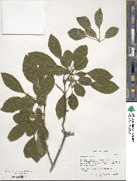 Chionanthus retusus image